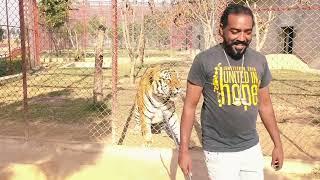 Bengal Tiger Malika With White tiger bony shifted |Asif shero wala|