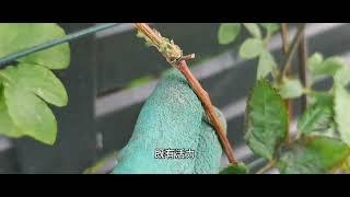 铁线莲快速爆花技巧--压条