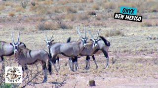 Hunt for Free-Range African Antelope in New Mexico