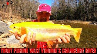 Trout Fishing West Virginia's Cranberry River