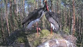 Black Stork Nest 2023