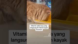 vitamin ini satu satunya langsung dimakan kucing