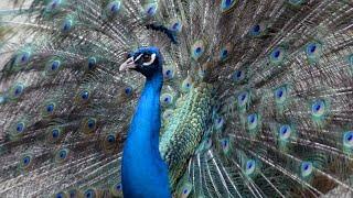 Fancy Peacocks Roam Around the Zoo