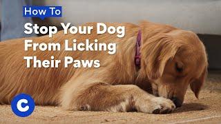 How To Stop Your Dog From Licking Their Paws | Chewtorials