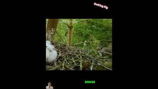 リスは誤ってハヤブサの巣に侵入し、危うく命を落とすところだった #野生動物 #動物