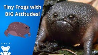 Meet the Grumpy Rain Frogs: Nature’s Adorable Puffers! 