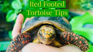 Red Footed Tortoise Tips