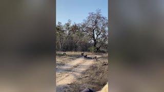  Lion vs. Wild Dogs  #wildlife #animals