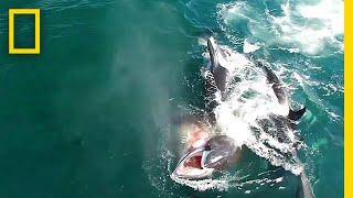 Watch: Orcas Hunt a Whale in Rare Video | National Geographic