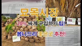 옥천묘목시장 옥천나무시장에 가서 대림묘목농원과 키움묘목농원 그리고 충북농원 등을 들러보고 왔습니다