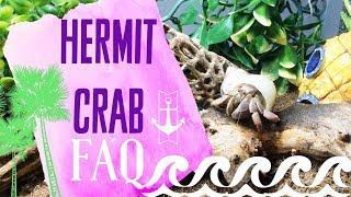 Hermit Crab Care FAQ: Dead Crab? Saltwater? Painted Shells? | Lori's Hartland