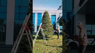 Стрижка декоративных растений | Брест