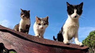 The man who roams all the streets of Istanbul because of the love for cats in his heart.