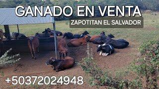 Ganado en venta en el cantón Zapotitan El Salvador  coordenadas 13.808381,-89.450998