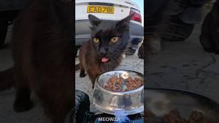 Black cat behavior Feeding Stray Cats ️| MEOWZA #cat #funnycats #shorts