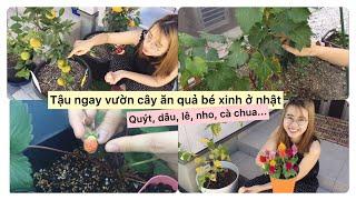 Ghé thăm vườn cây ăn quả bé xinh nhà mình & ăn quả quýt đầu tiên tự tay mình trồng