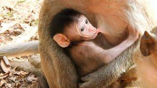 So Adorable Cute Baby Monkey Jason Drink Milk Make Body Strong By Mom Monkey Jill