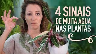 4 SINAIS de muita ÁGUA na PLANTA: NÃO ERRE MAIS!