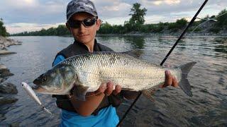 Praktični ribolov - Savski boleni (asp fishing river Sava)