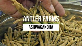 Antler Farms Ashwagandha - 100% Pure, Concentrated Extract w/5% WIthanolides