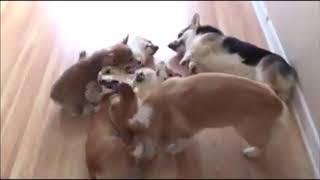 Corgi dad disciplines puppies