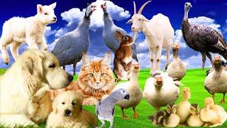 Ducks Sound, Hens, Geese, Animals Sound, Cow Sound, Sheep and Goat, Farm Animals