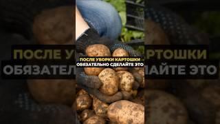 После уборки картошки обязательно сделайте это #огород #дача #сад
