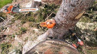 Holzfällen bei der Seilbahn