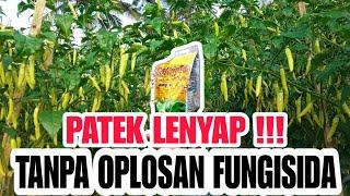 FUNGISIDA AMPUH MENGHENTIKAN PATEK ANTRAKNOSA PADA CABAI #fungisida_ampuh