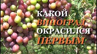 КАКОЙ ВИНОГРАД ОКРАСИЛСЯ ПЕРВЫМ НА МОЕМ ВИНОГРАДНИКЕ