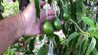 Avocado tree. Intense sun damage and results of shade. Must see!