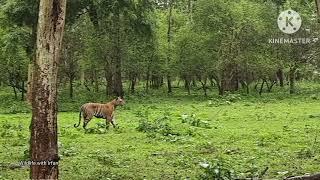 Hungry Tigress desperate to hunt.