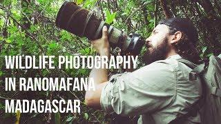 Wildlife Photography in Ranomafana National Park - Madagascar