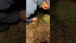 Catching Eel in the Rice Field of the Rural Chinese  Eel Fishing 9