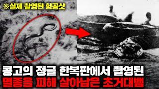 콩고의 울창한 정글 속에서 발견된 엄청난 크기의 거대뱀과 그 충격적인 증언들 [미스터리]