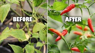 How to rejuvenate old chili plant to bear fruits again