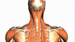 Intermediate and Deep Muscles of the Back - Anatomy Tutorial