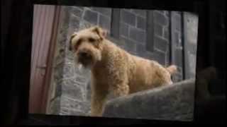 Joe Keogh in Dromore Castle Co Limerick
