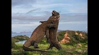 NatGeo Wild - Wild Indonesia -Secret Komodo Dragon