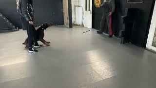 Client “Schooling” controlling the beast in the k9 Doberman protection training