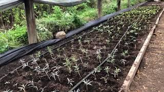 Preparing summer cuttings for winter