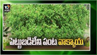 పెట్టుబడిలేని పంట వాక్కాయ | Carissa Carandas Crop Cultivation | Matti Manishi | 10TV News