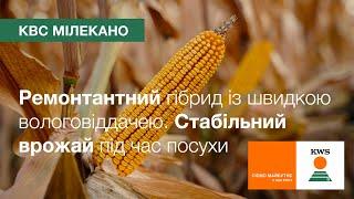  КВС МІЛЕКАНО (ФАО 350). Ремонтантний, стабільно врожайний під час посухи | Кукурудза