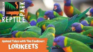 ANIMAL TALES WITH TIM FAULKNER | EPISODE FOUR | RAINBOW LORIKEETS & BACKYARD BIRDS