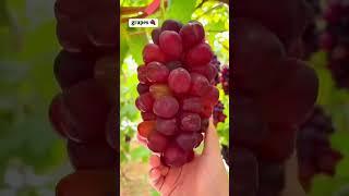 The grapes are very sweet and succulent #fruits #shortvideo #shorts