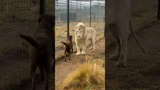 Cute Lion Gives Smooches to Puppy's Paw!