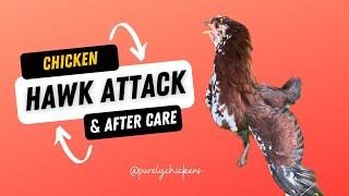 Chicken Hawk Attack & After Care