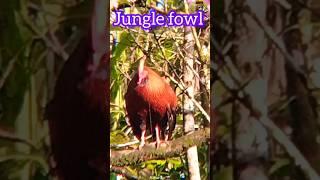 Sri Lankan jungle fowl ( Gallus lafayettii) The National Bird of Sri Lanka Ceylon jungle fowl #brid