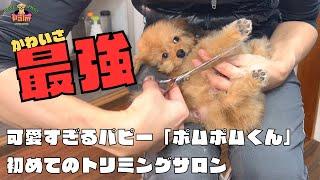 最強パピー初トリミング！カニヘンダックス&トイプードルの子犬