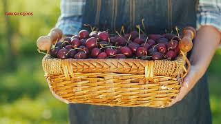 Cherries grown in Turkey's fertile soils are available at Turkish Goods!